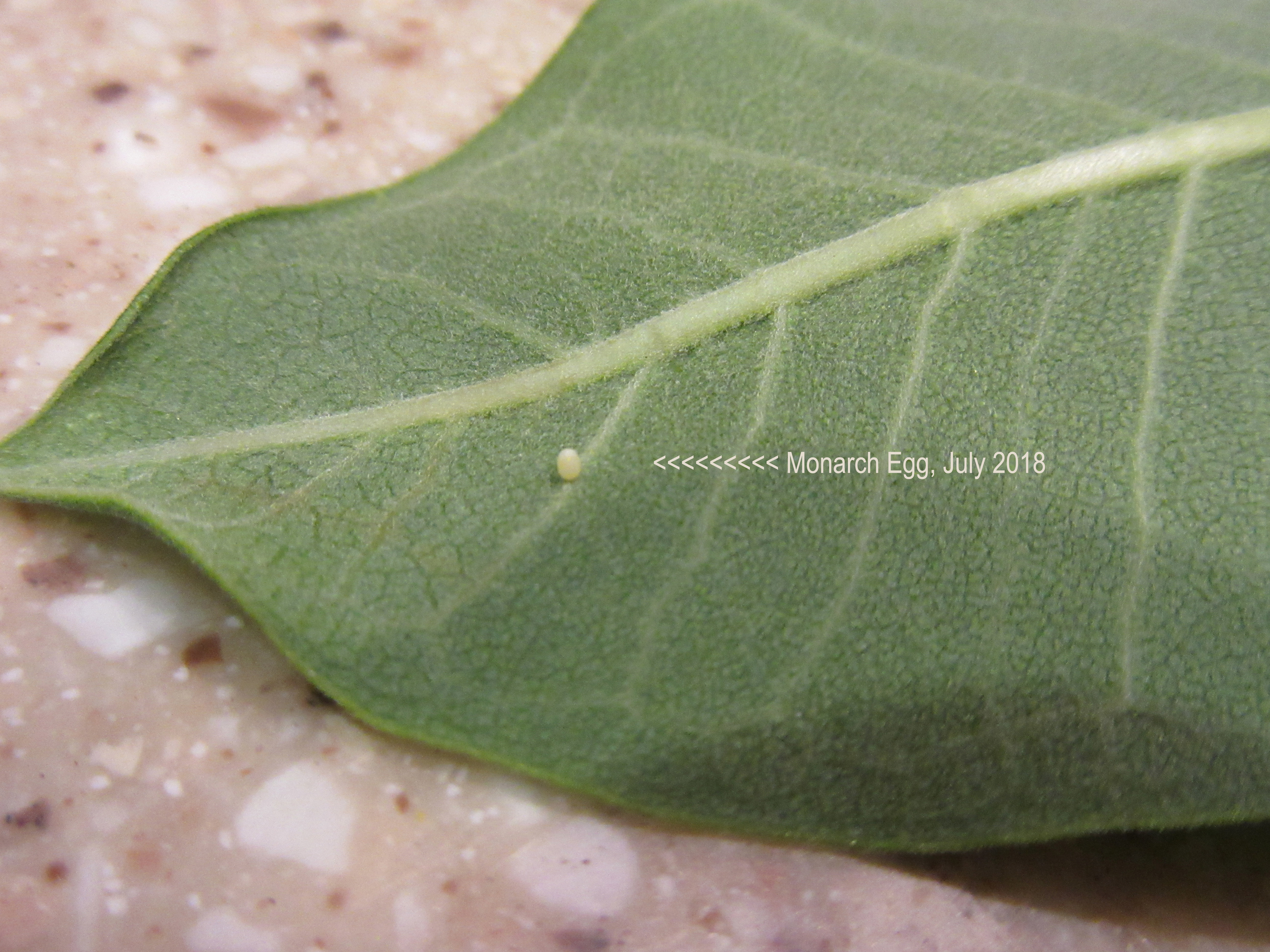 monarch egg 2018