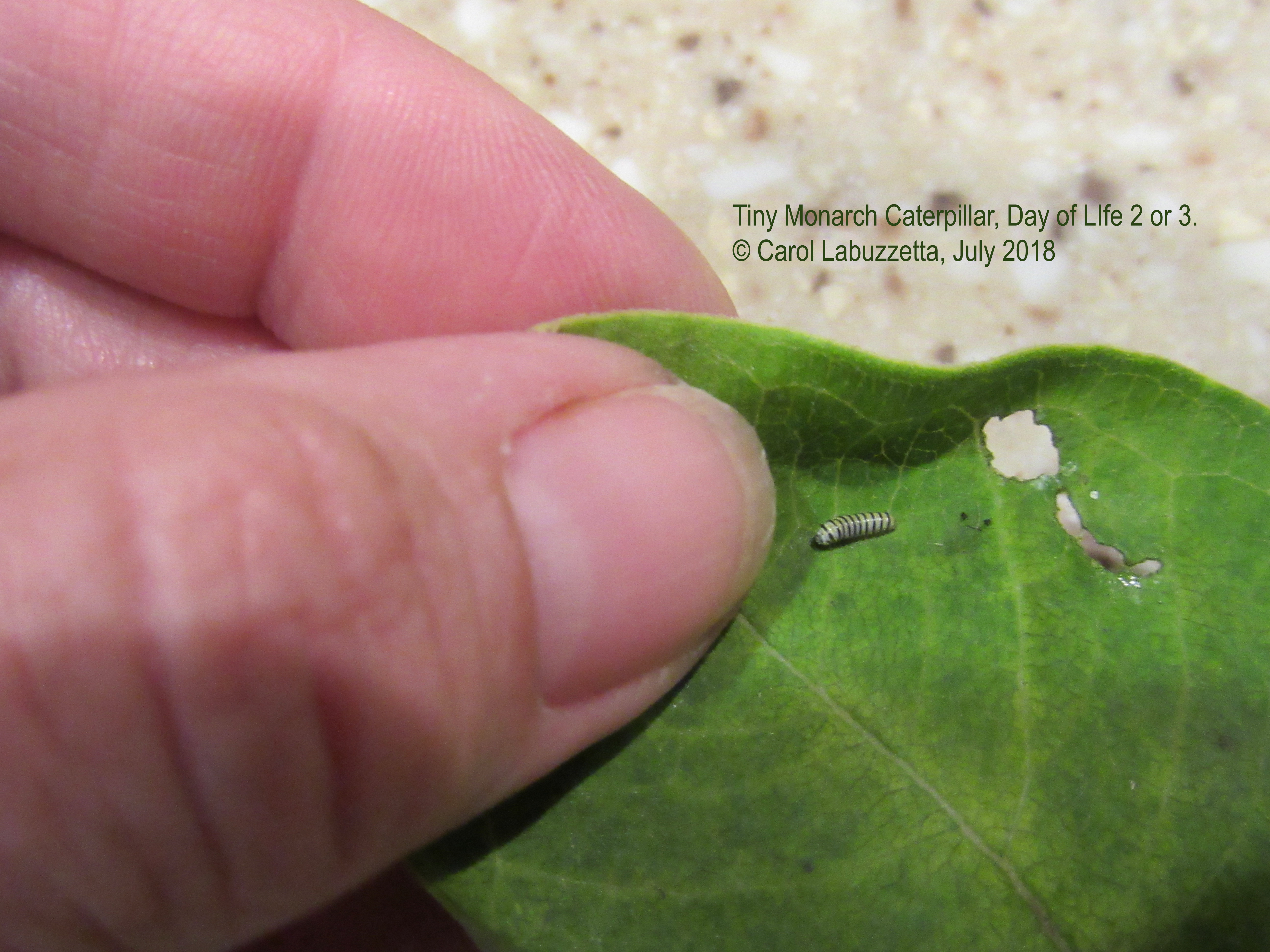 tinymonarchcaterpillar