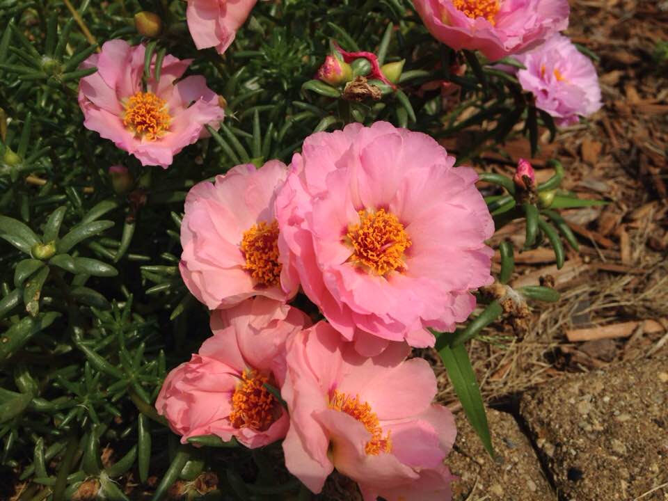 38864915_1784200911617868_3164476378355597312_n