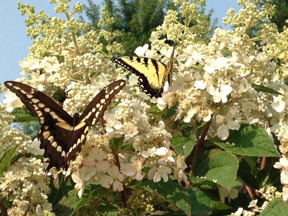 38891287_1784180734953219_5607714154417750016_n