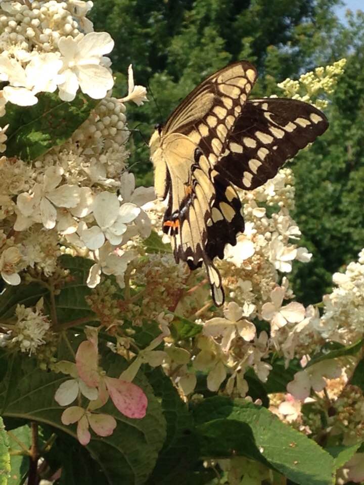 The Joys in One’s Own&nbsp;Garden
