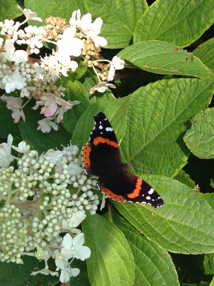 38996255_1784200471617912_7226929967609675776_n