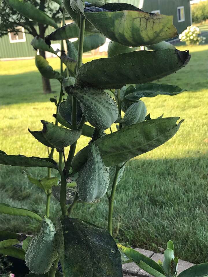 39851689_1802721956432430_8226044256645545984_n