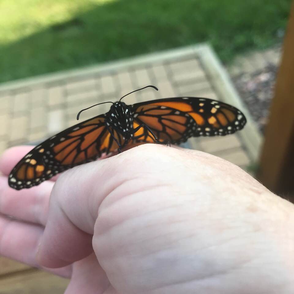 39883768_1802730973098195_319376332226035712_n