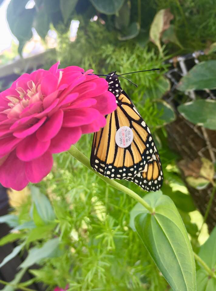 40076907_10214954838817500_6591344875898142720_n