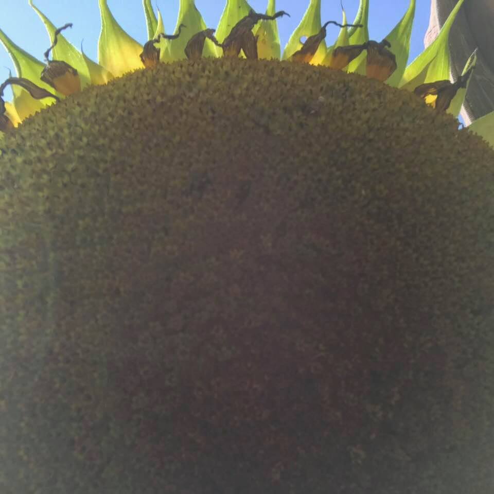 40117362_1811713475533278_7989234324178206720_n