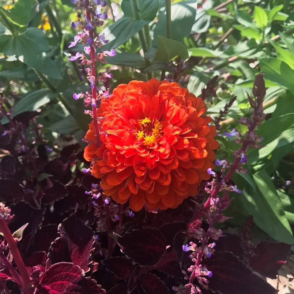 The Circle of Life in a Seed&nbsp;Head