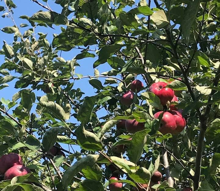 40441240_1815214231849869_6477371875679797248_n