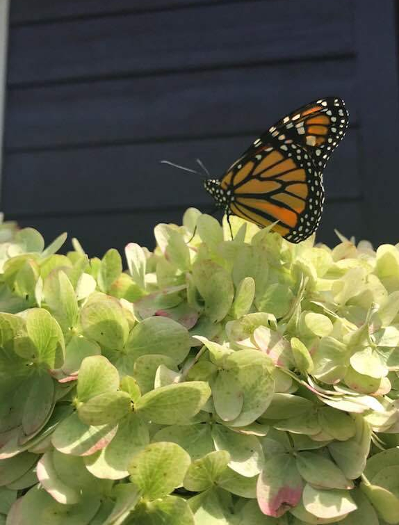 40441247_1815213785183247_4216706970322731008_n (1)