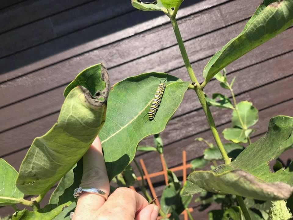 40441474_1815219475182678_5529391092153188352_n