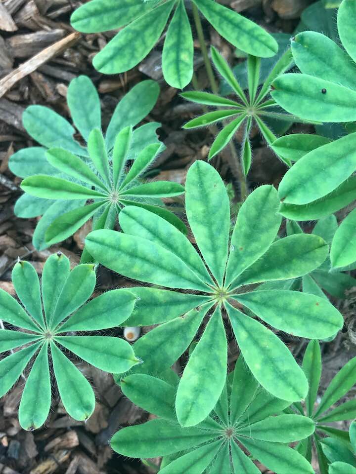 40484278_1815188415185784_1808430339719168_n