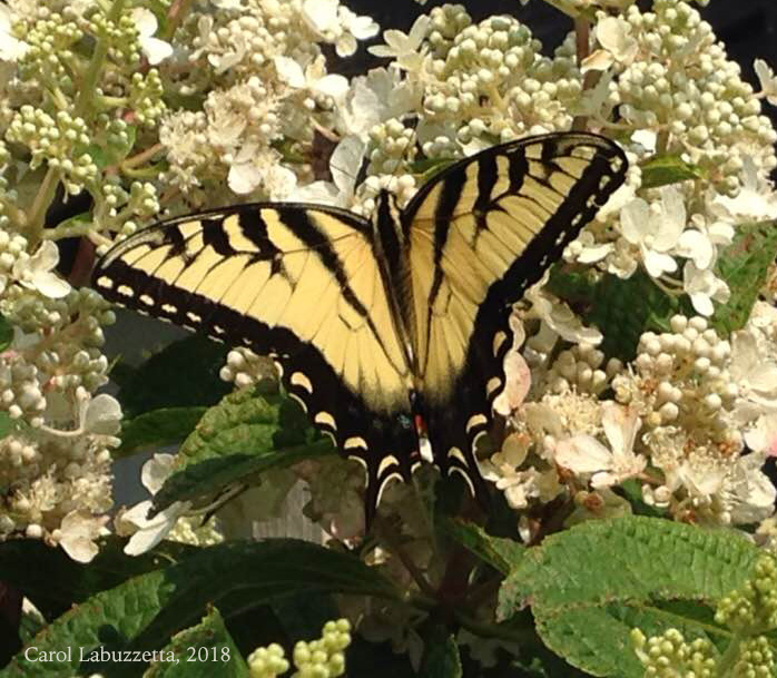 EasternTigerSwallowtail