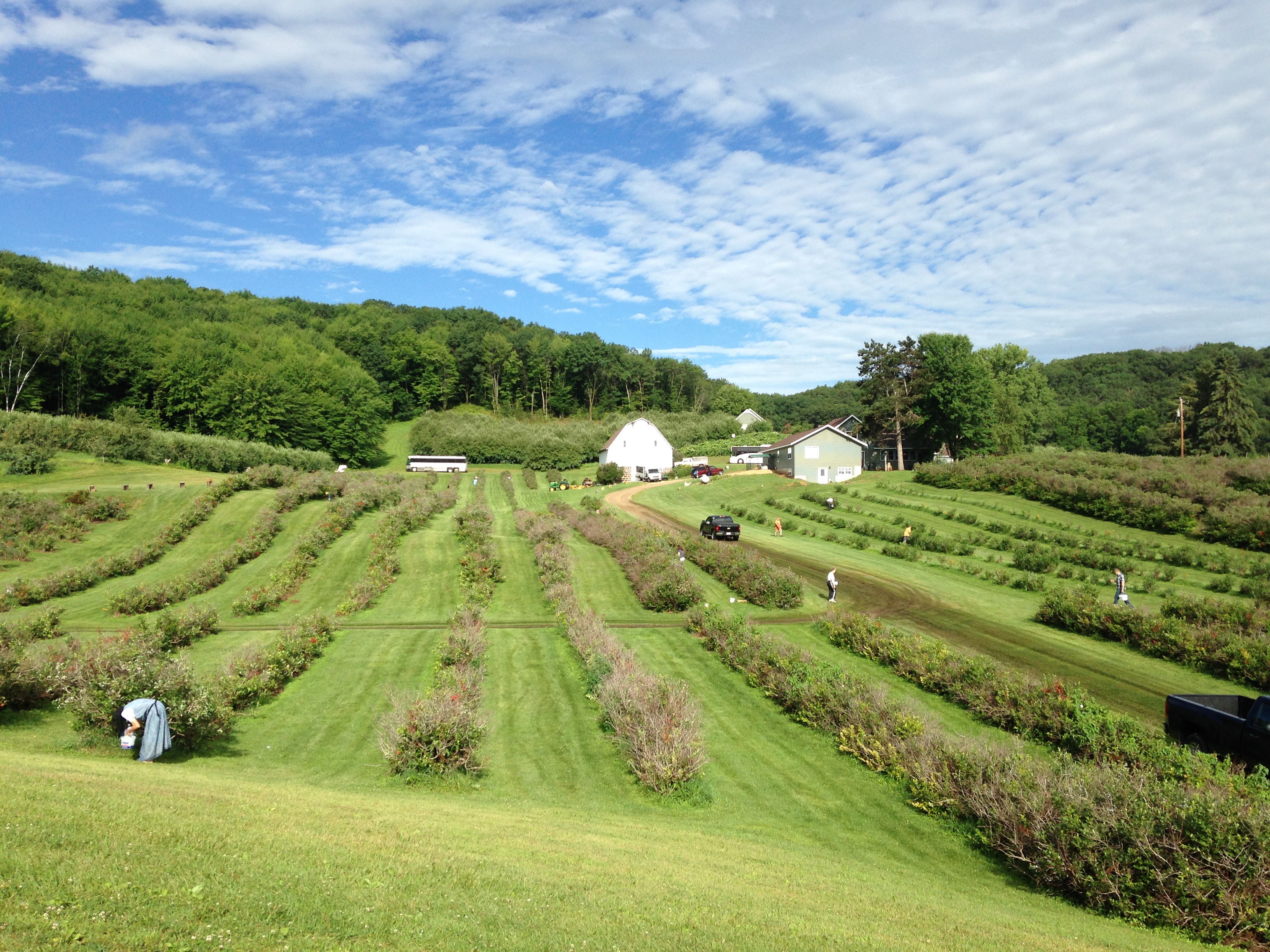 HIxon BlueberryFarm.jpeg