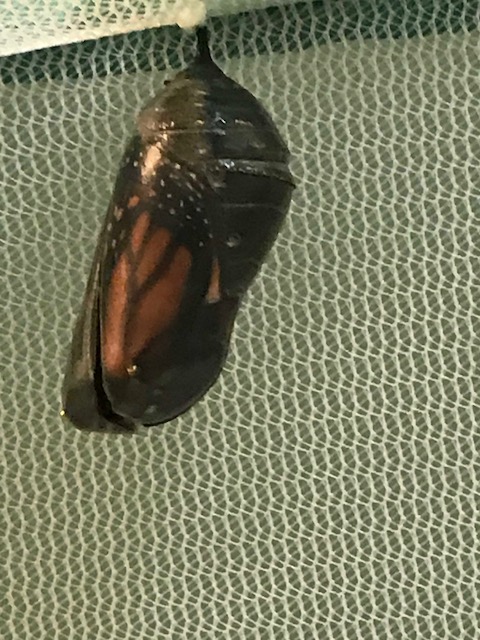 Not sure about this bandwagon effect: Raising Monarchs has turned into a One Upmanship, not a Conservation&nbsp;Effort.