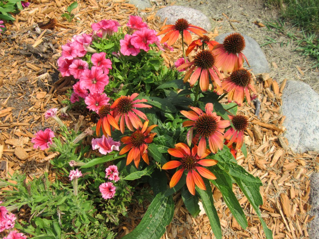 Silent Sunday: August in My&nbsp;Yard