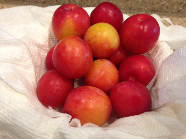 The Home Fruit Orchard: Plums &&nbsp;Pears