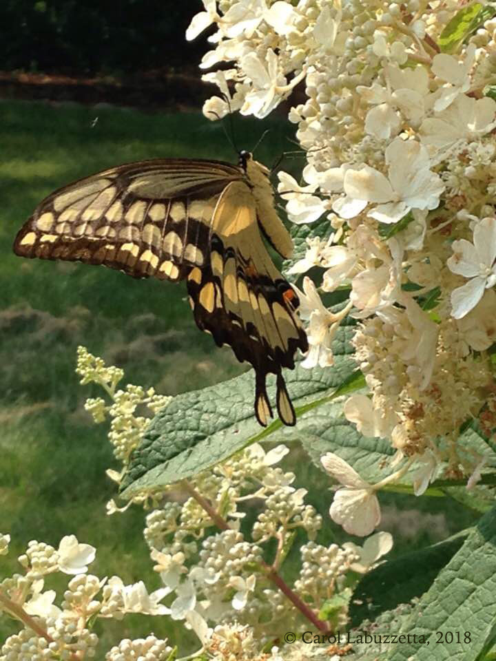 Swallowtail2-2018