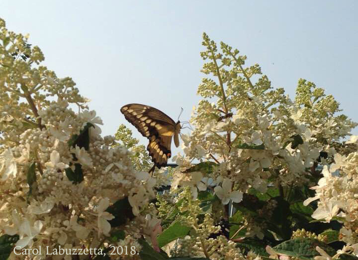 SwallowtailinAugust18