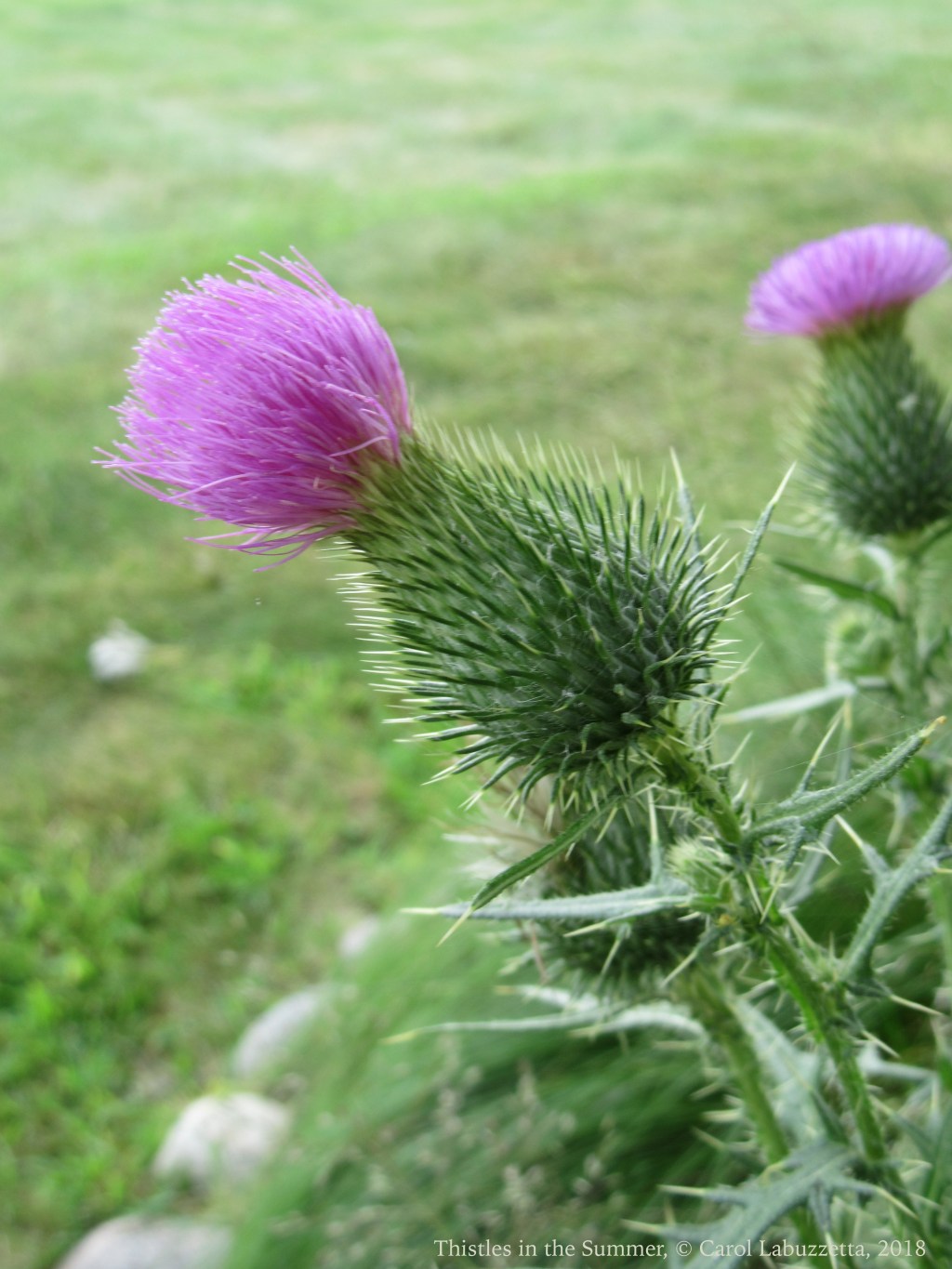 Cee’s FOTD Photo Challenge: March 6th,&nbsp;Wildflowers
