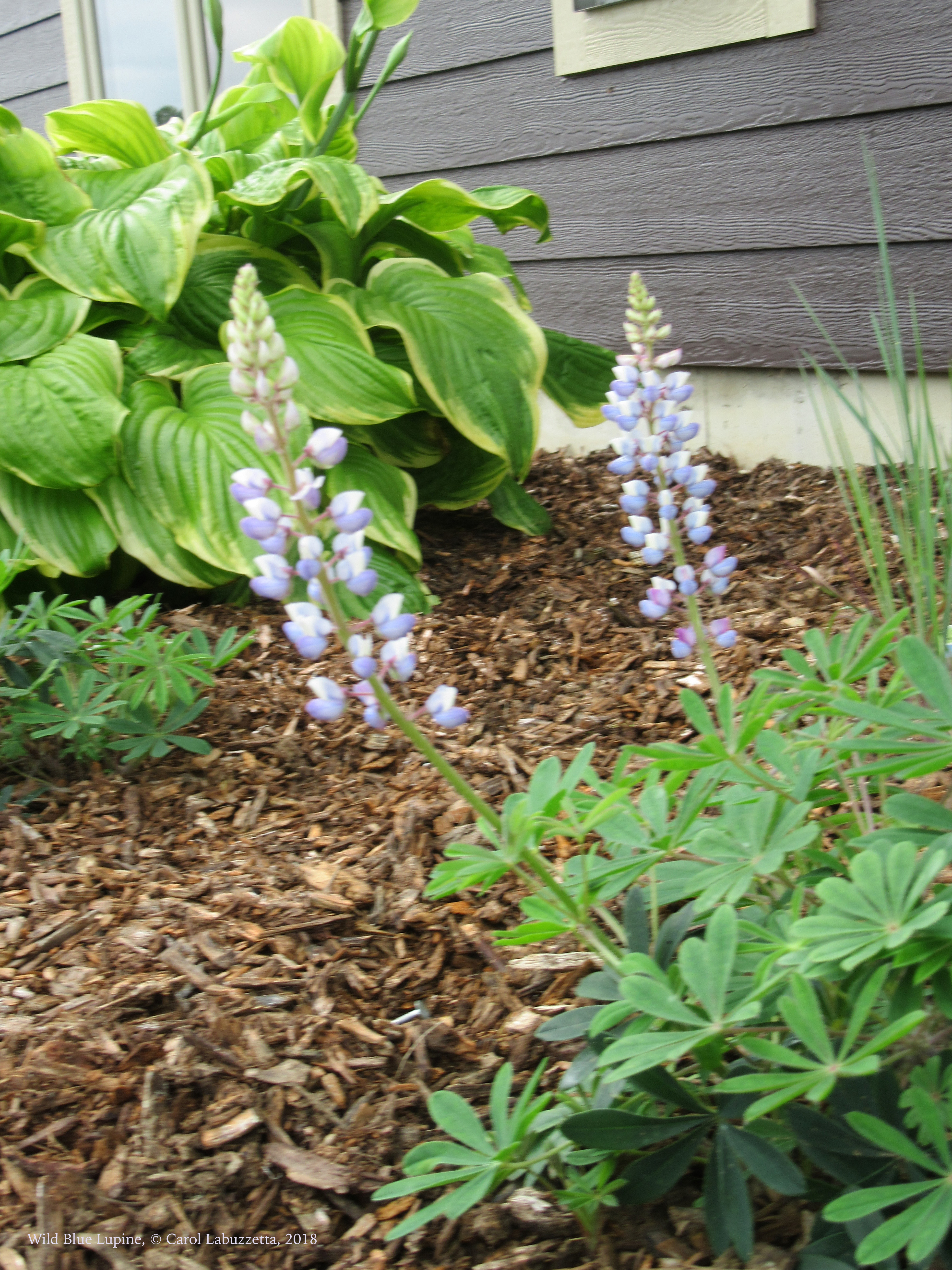 Lupine – Lupin: It's that Weird English Language Again! – The