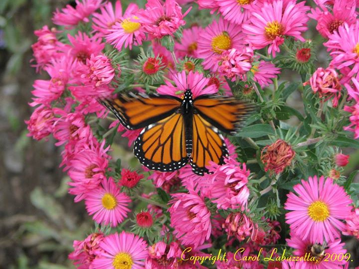 10639630_720845621286741_3571821739976206312_n