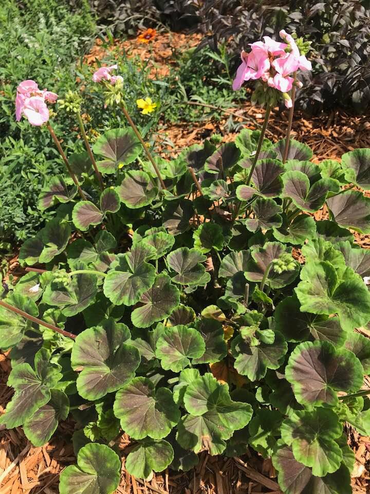 40472360_1816514358386523_1348359271242268672_n