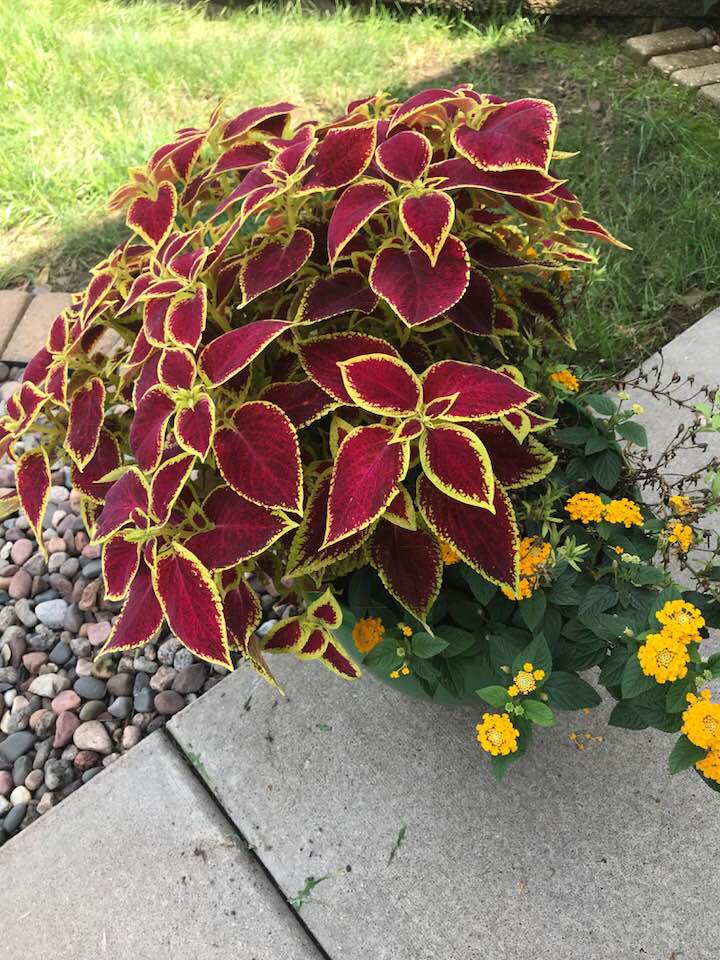 40528739_1816503088387650_4441338162245009408_n