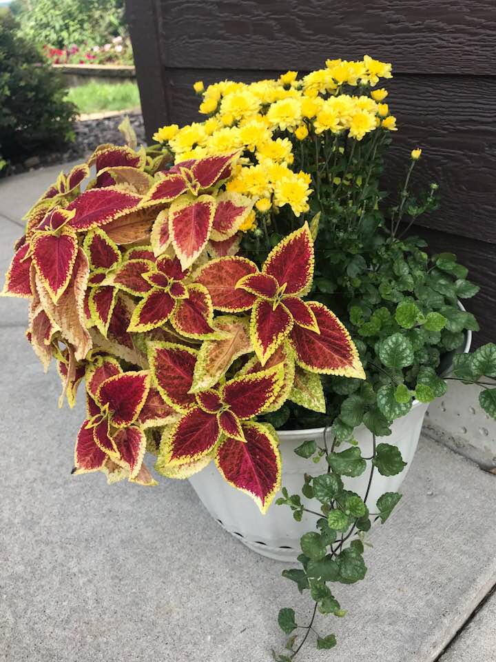 40571937_1816502711721021_2673402152877031424_n