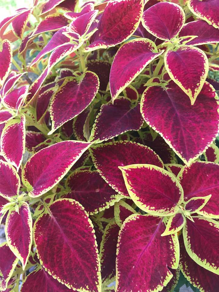 40645955_1816503085054317_1320443203588980736_n