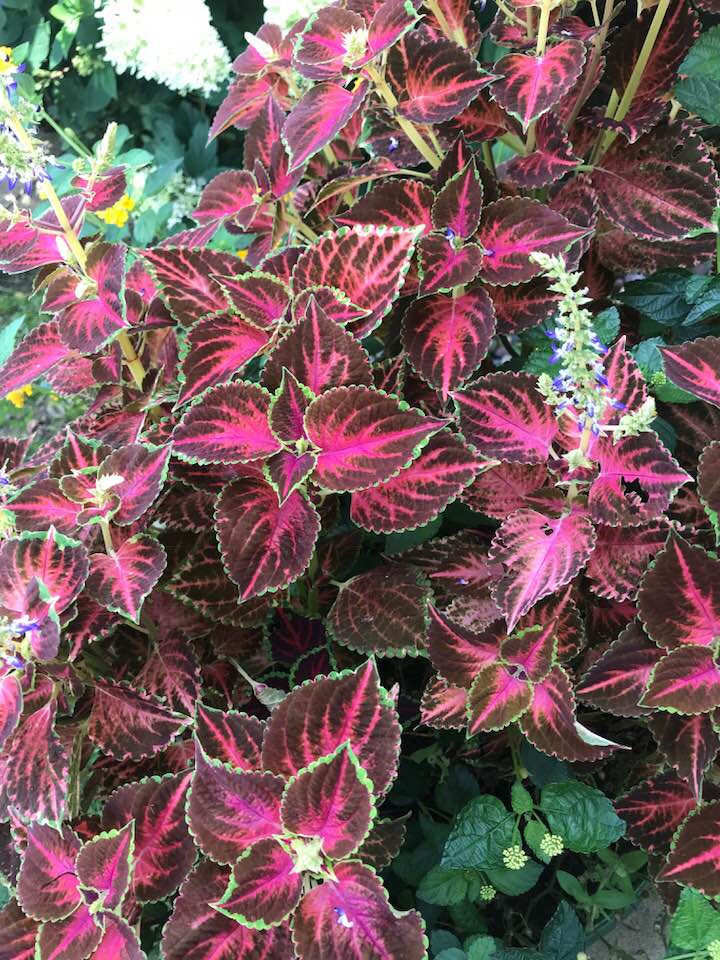 40658716_1816514325053193_1451835435813699584_n