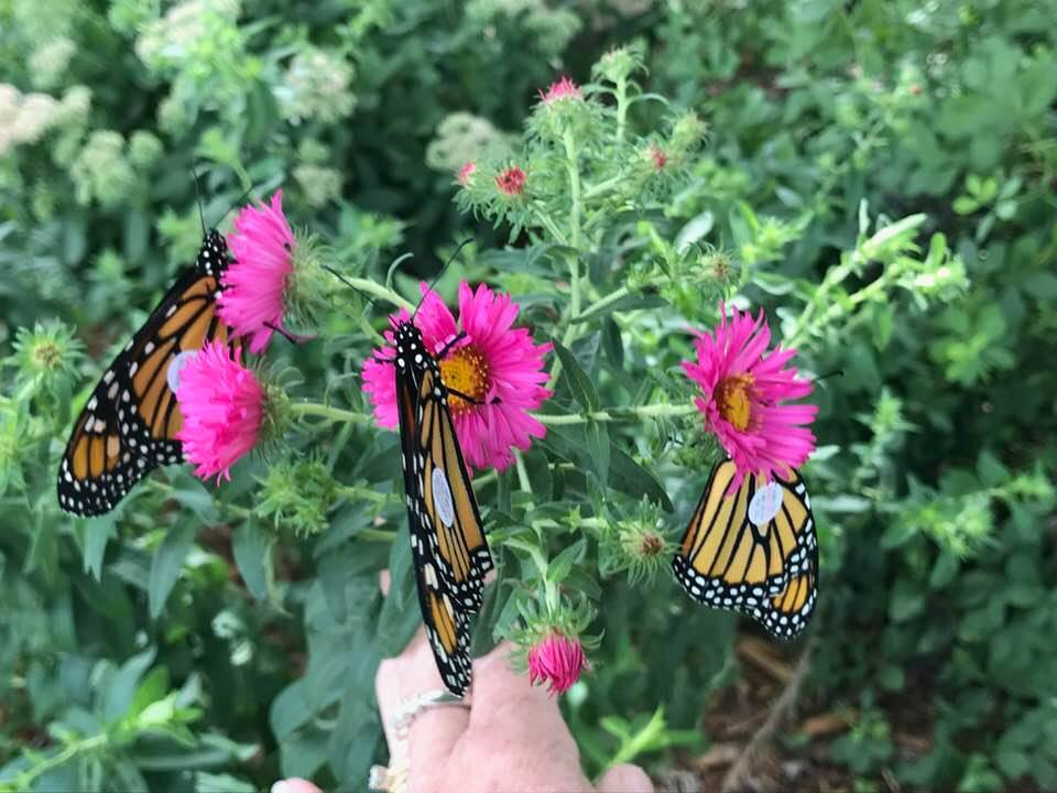 41403486_1825248967513062_6831027746349514752_n (1)