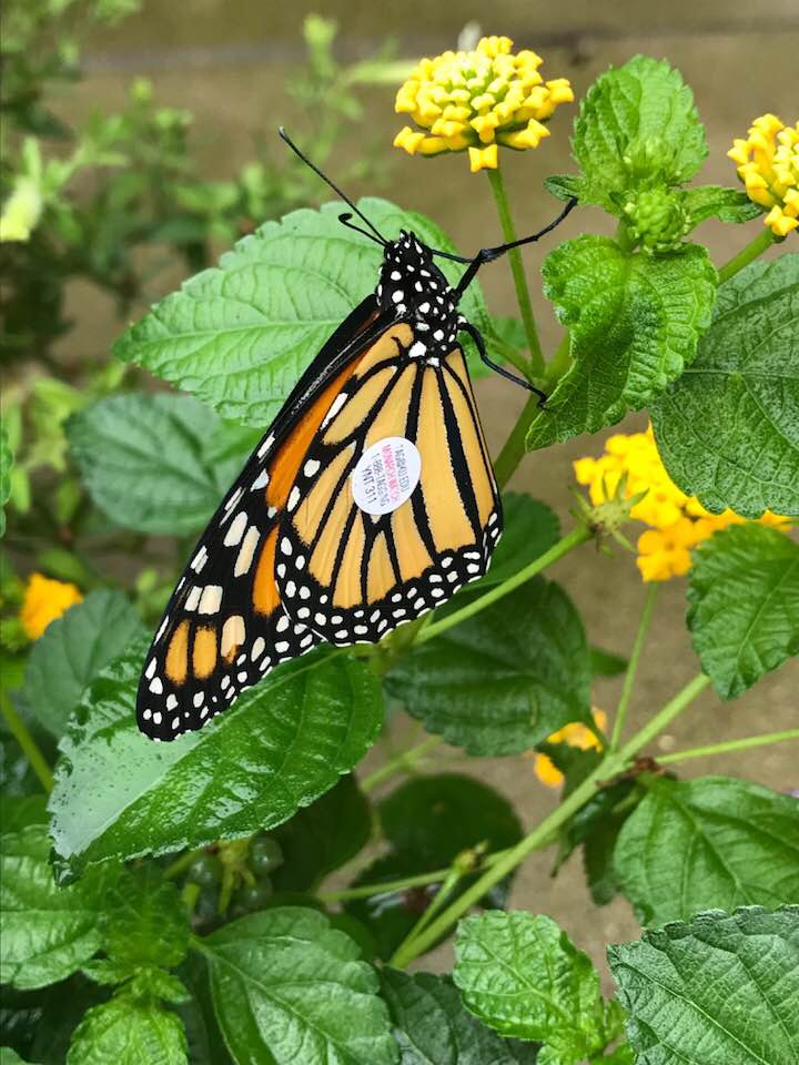 41990605_1838537952850830_4688062970880589824_n