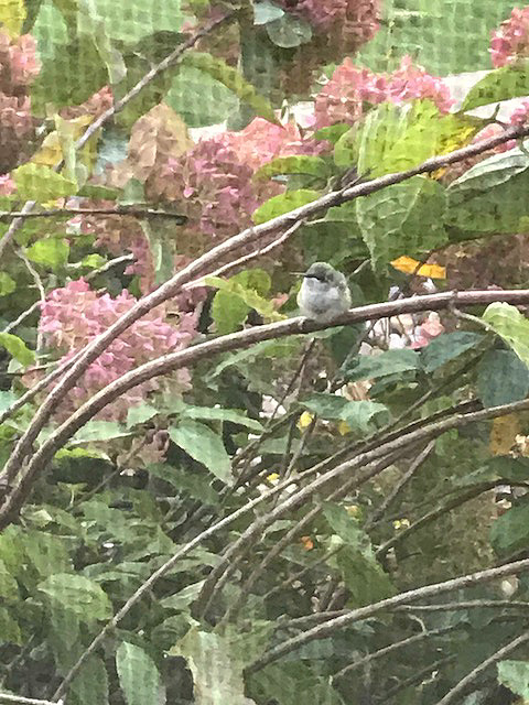 hummigbirdalittlecloser