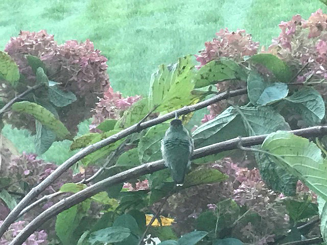 Silent Sunday: Some of My Favorite Wildlife&nbsp;Photos