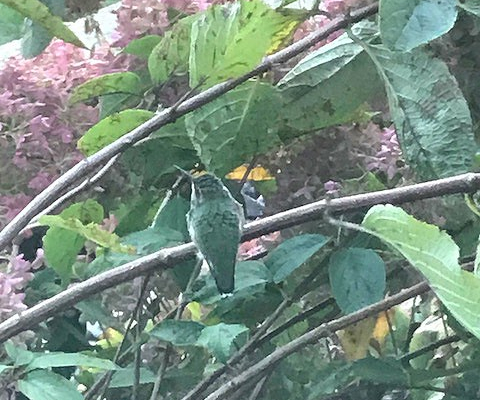 hummingbirdcamophlagelookout