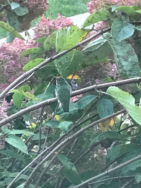 hummingbirdcamophlagelookout