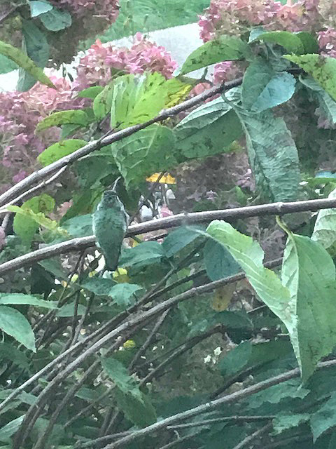 hummingbirdcamophlagelookout2