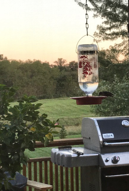 hummingbirdfinalfeed