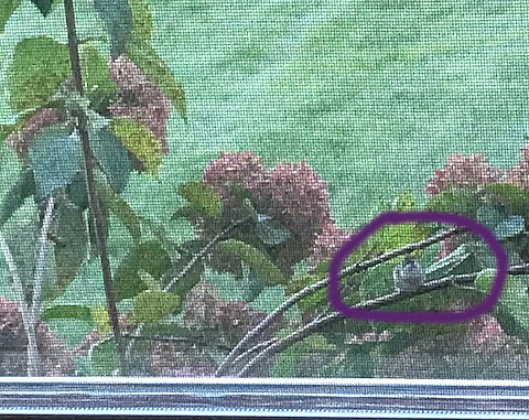 hummingbirdfirstcapture