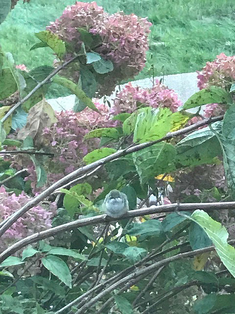 Silent Sunday: Scenes from Creeping on a&nbsp;Hummingbird