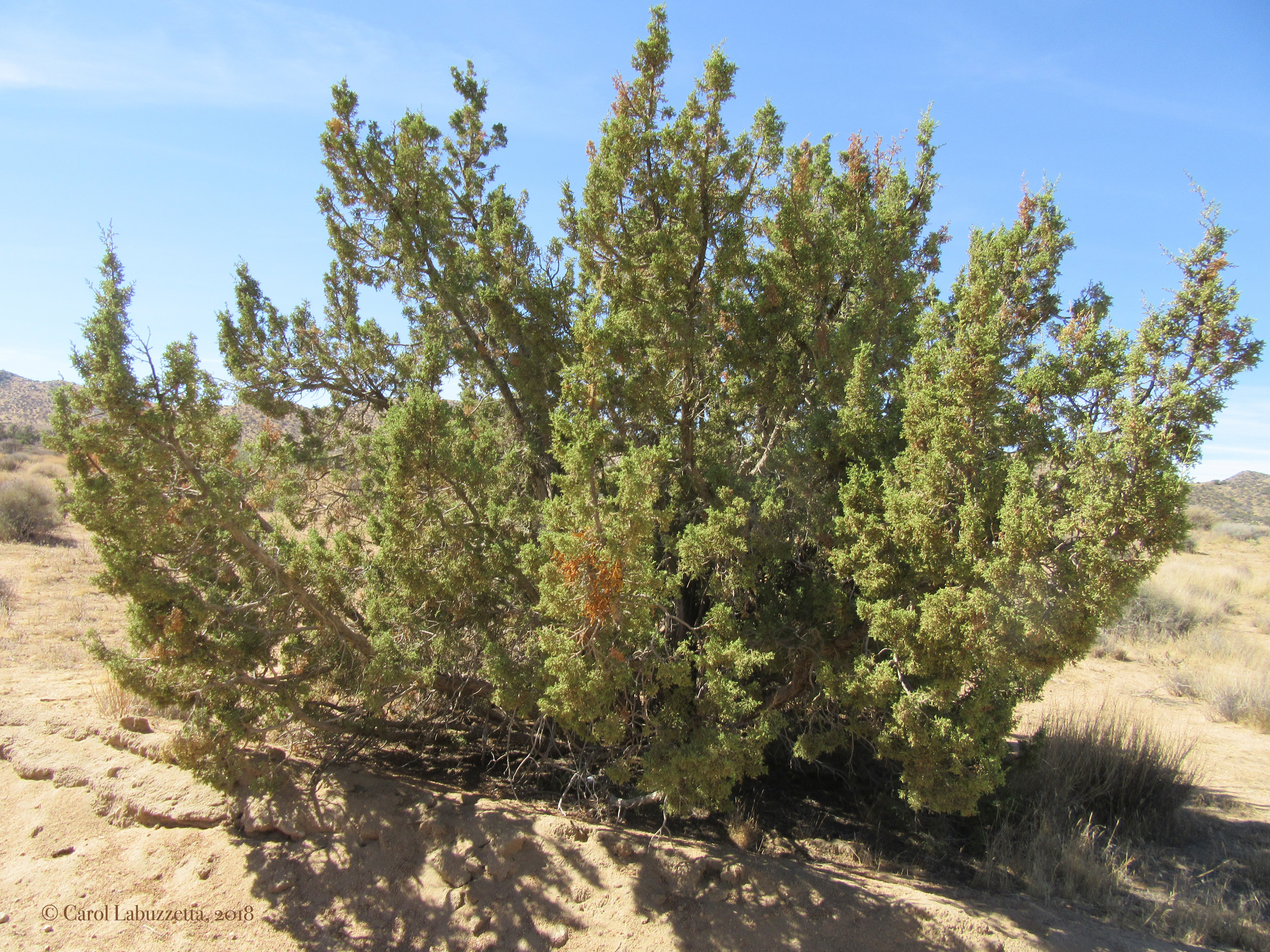 JuniperwMistletoeJTNPwm2188