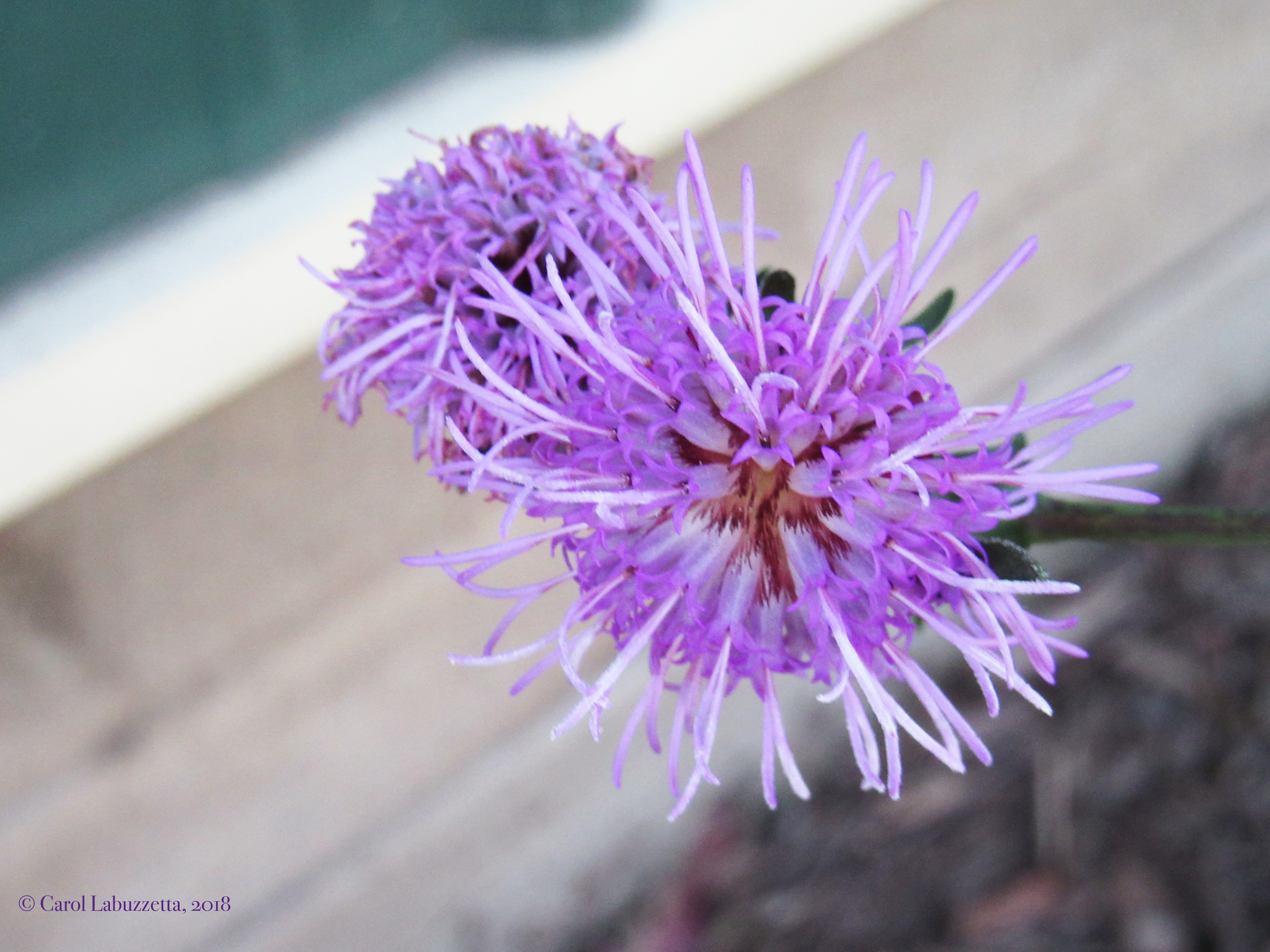 Meadow BlazingStar918