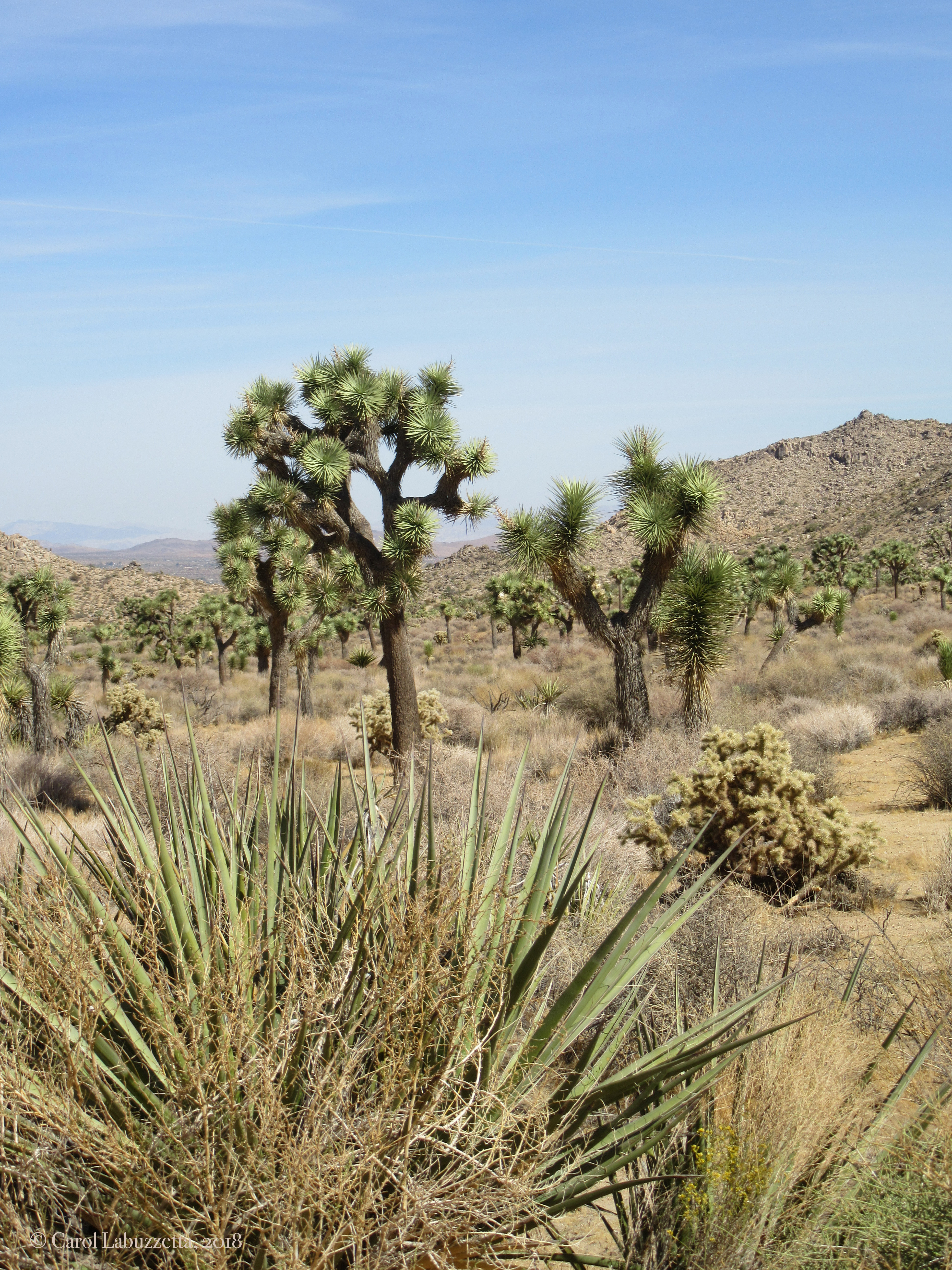 MojaveDesertJTNPwm2018