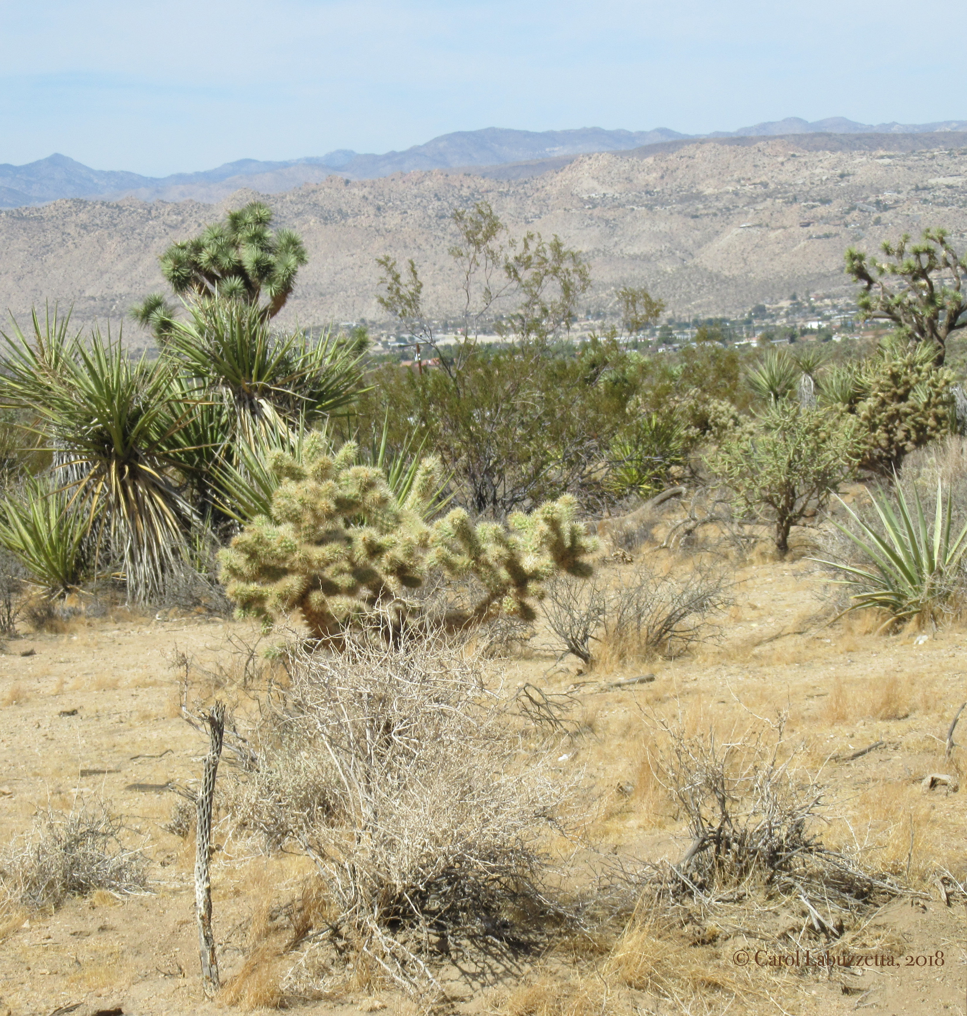 teddybearcactusJTNPwm2240