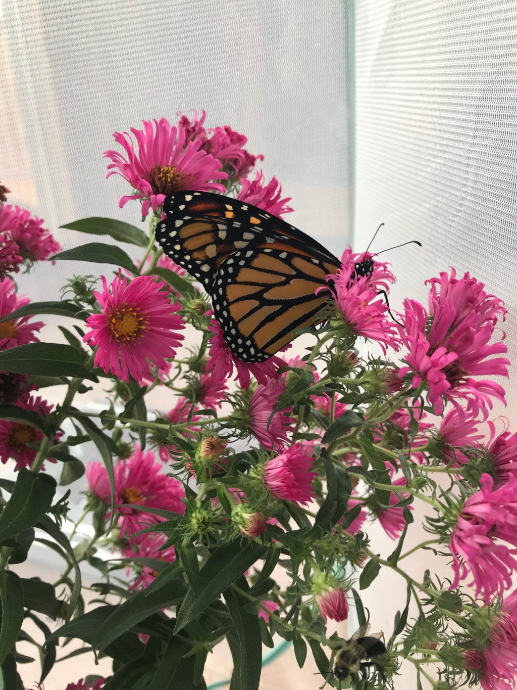 End Season Monarch&nbsp;Update