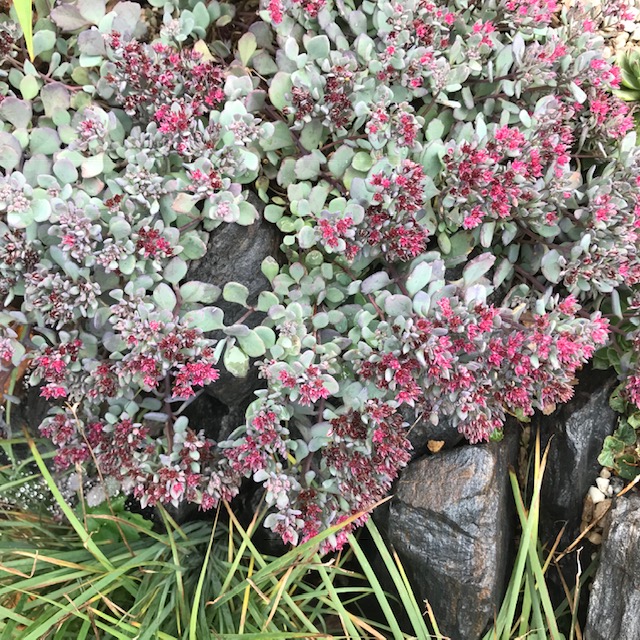 Cleaning up the Garden in&nbsp;Autumn