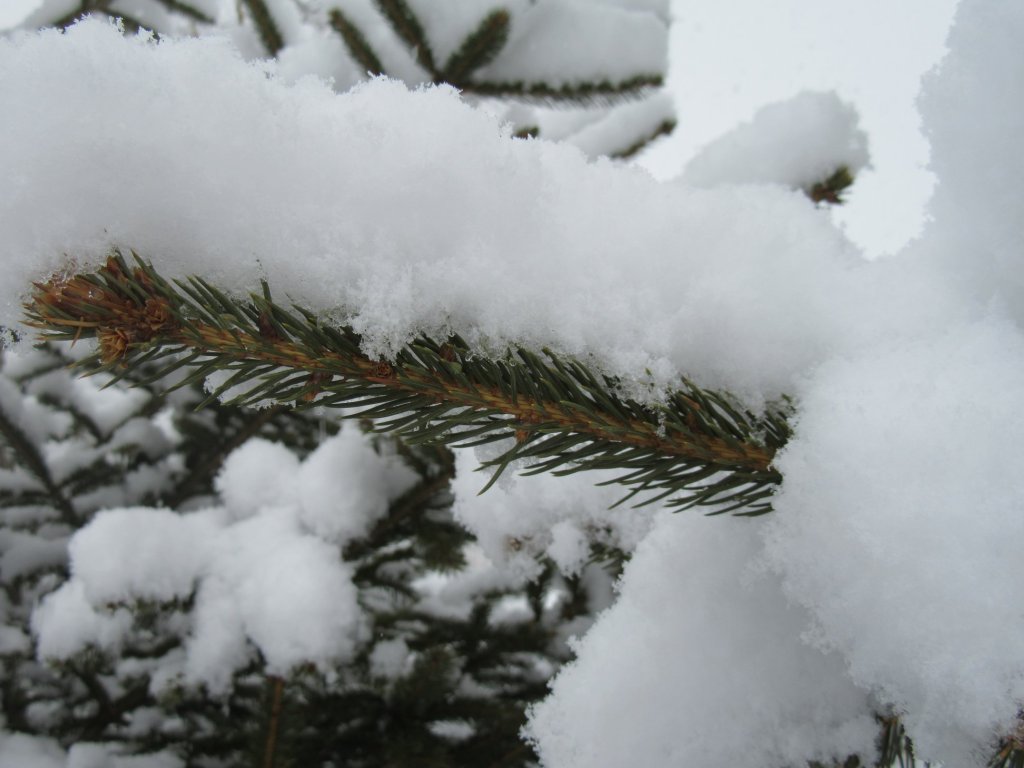 Christmas Trees: Real or&nbsp;Fake?