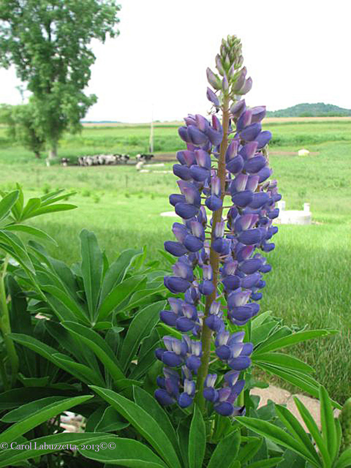 bluelupinecowshireswm