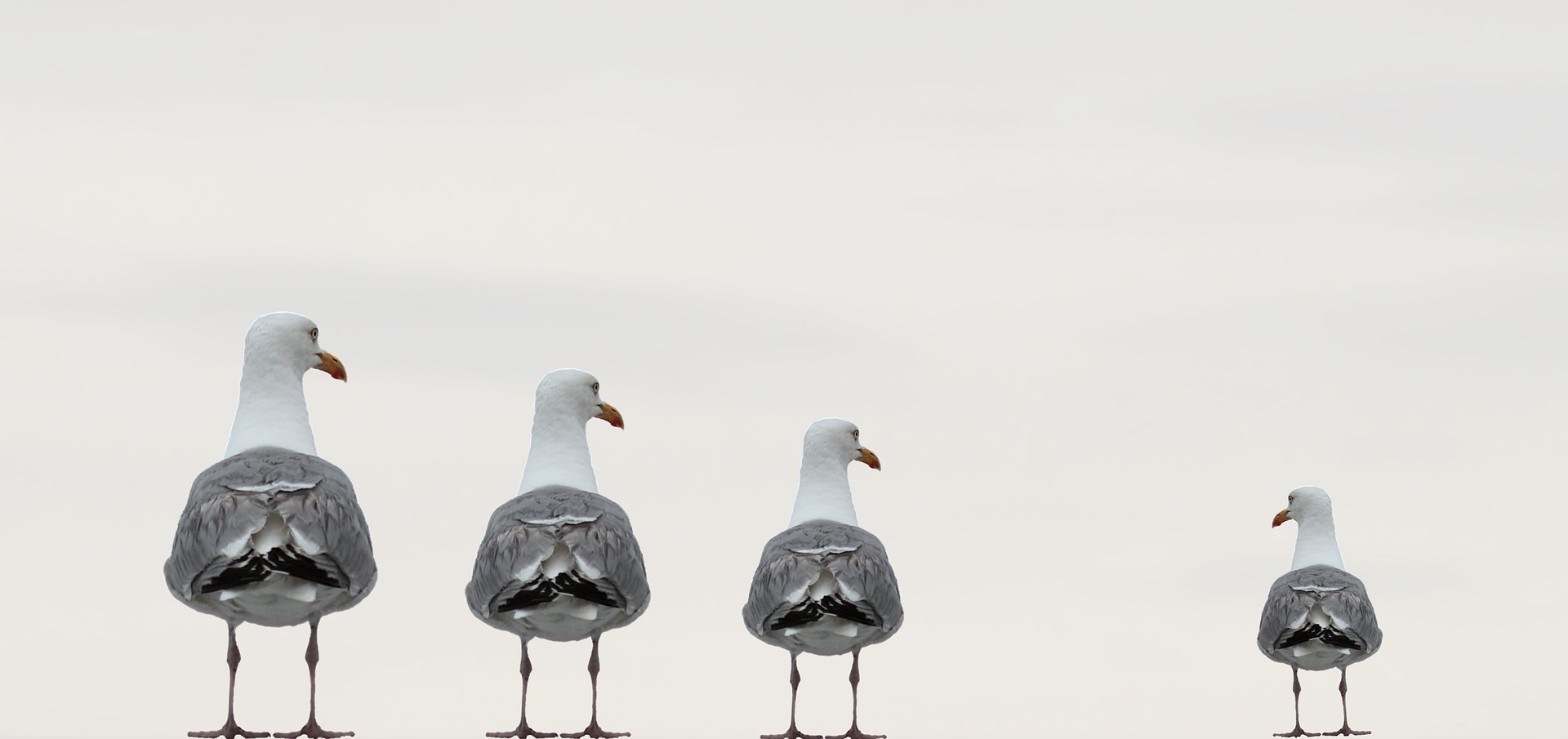 gulls-2662550_1920 (1)