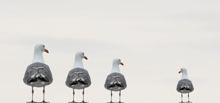 gulls-2662550_1920 (1)